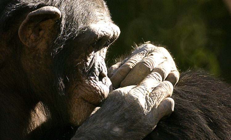 A chimpanzee grooming at Fuengirola Zoo November 2009